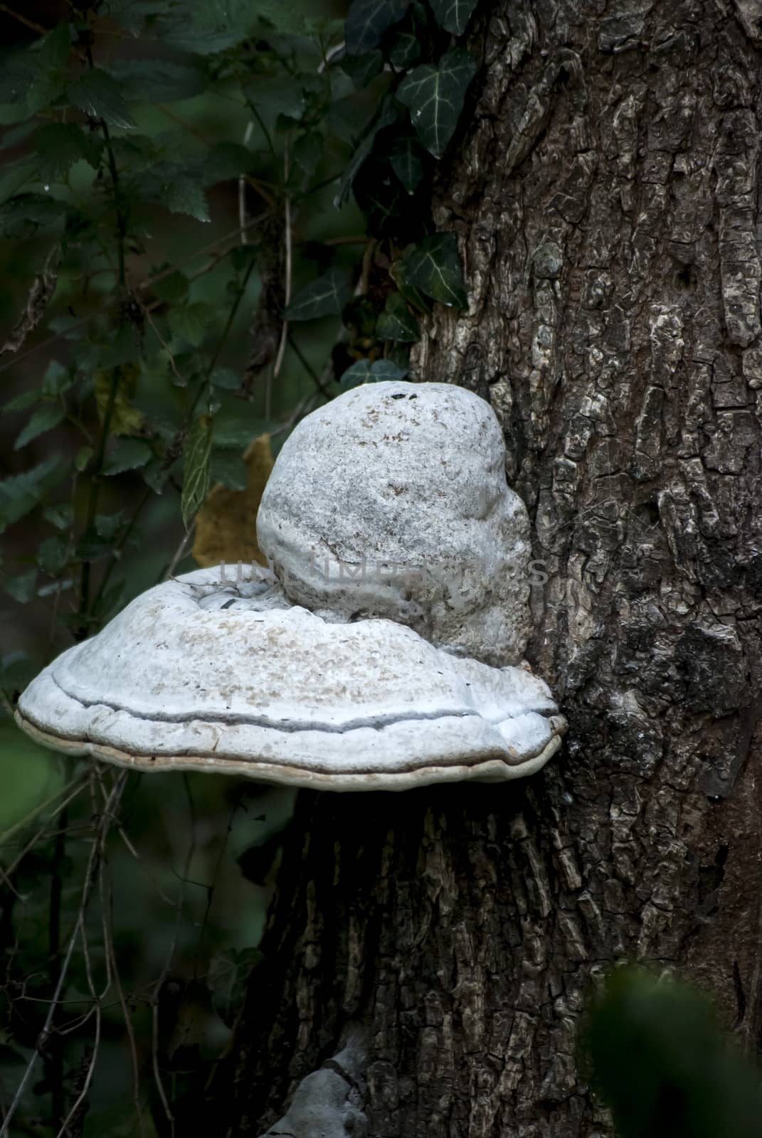Tree fungus unique formation amazing antigue philosopher head