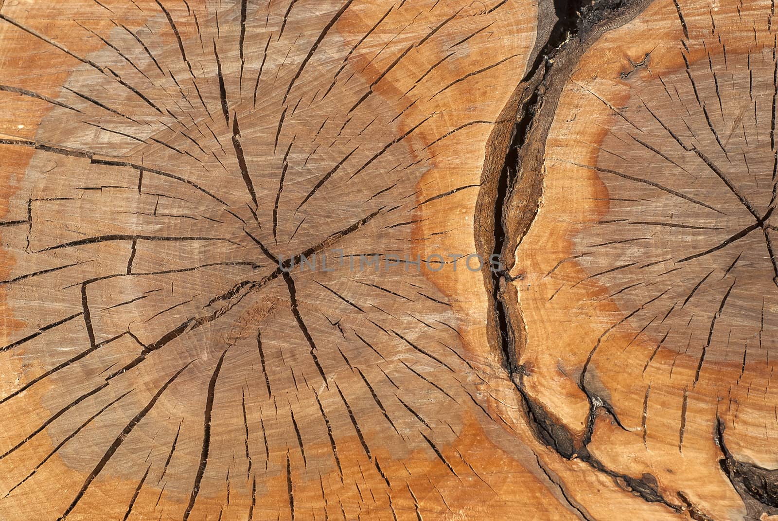 Oak log surface with cracks as background