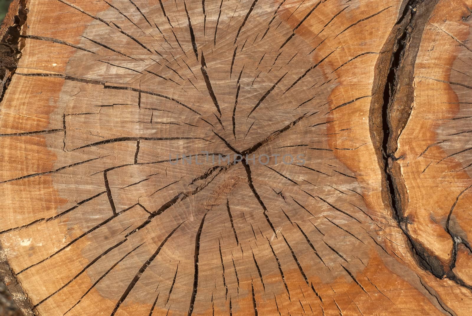 Oak log surface with cracks as background