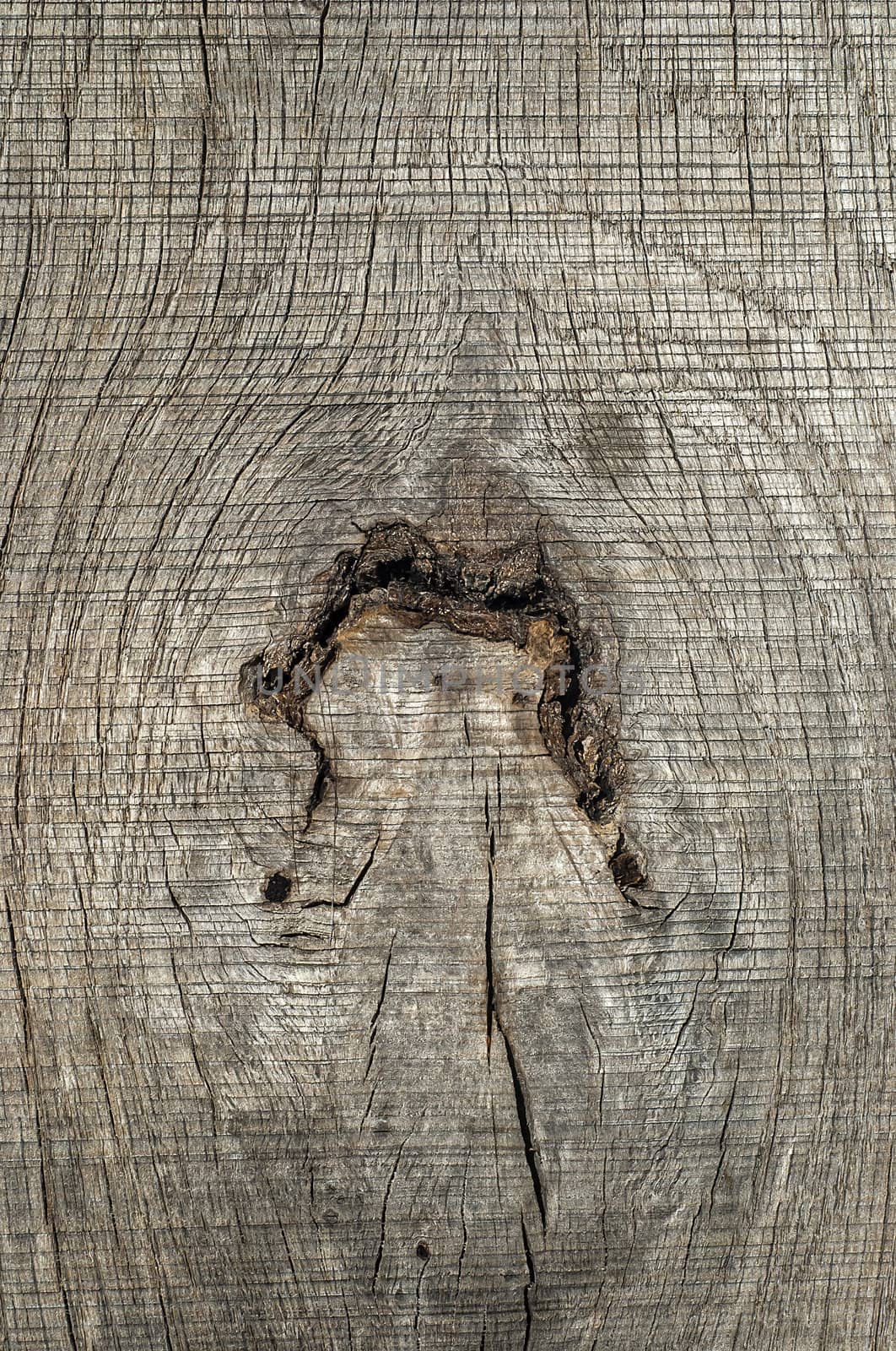 Old weathered wooden board knar by varbenov