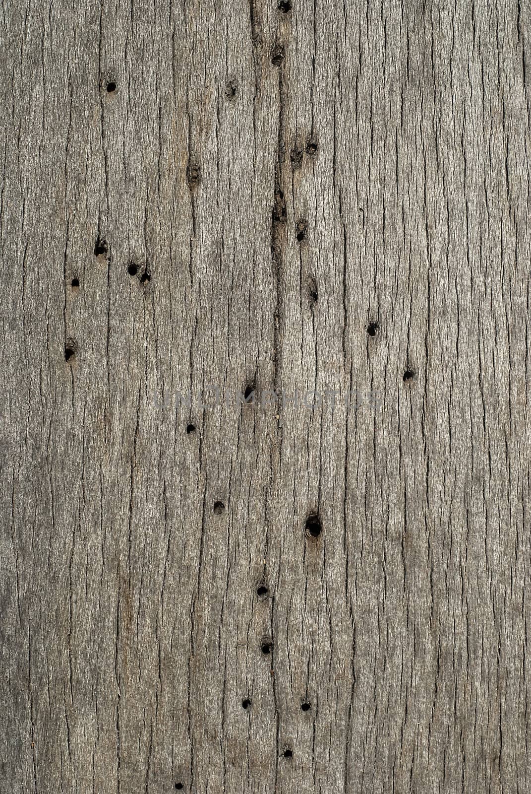 Old weathered grey wooden board with woodworm holes