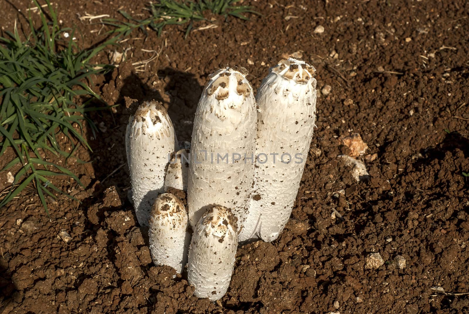 Wild mushrooms by varbenov