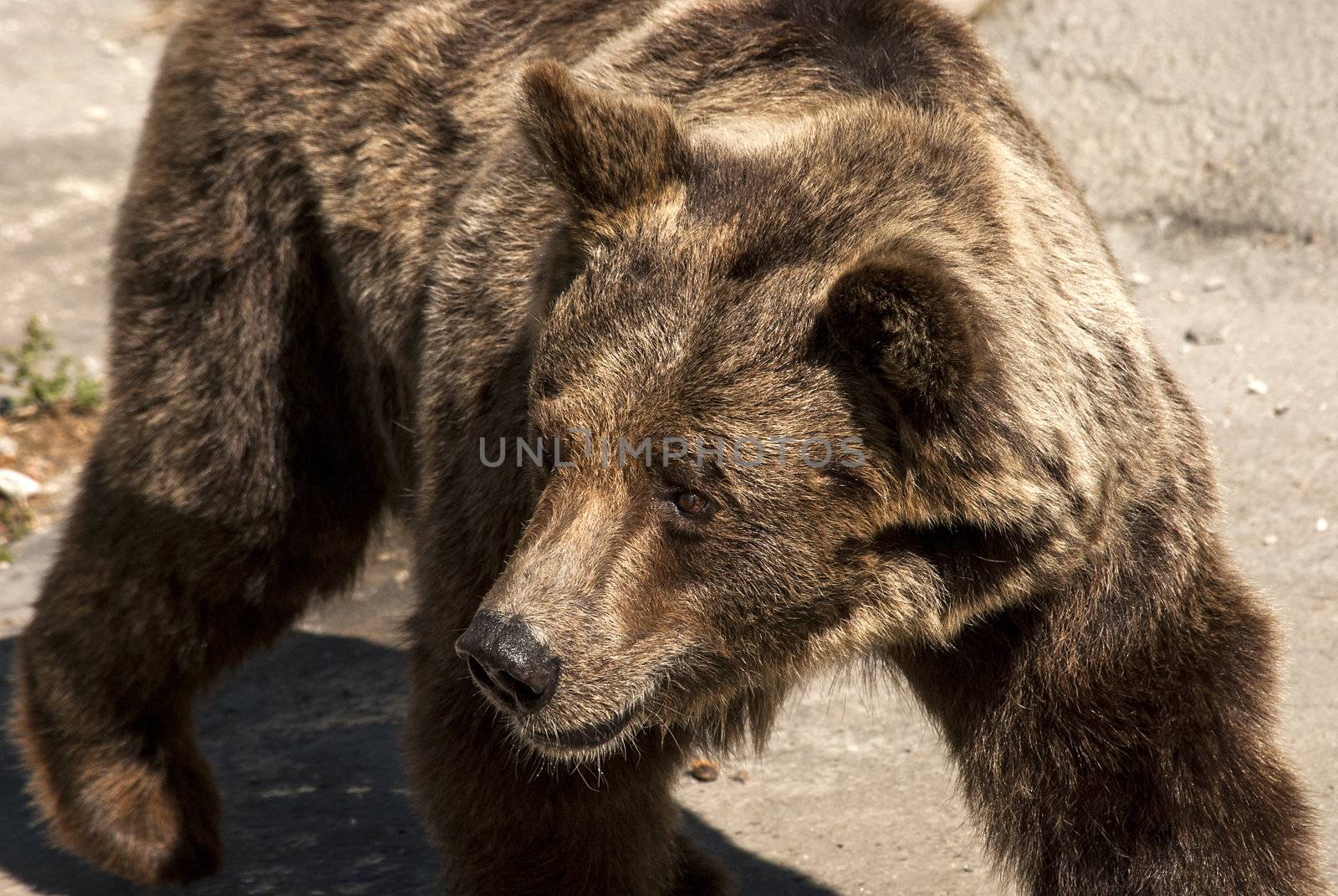 Young female brown grizzly bear from above closeup