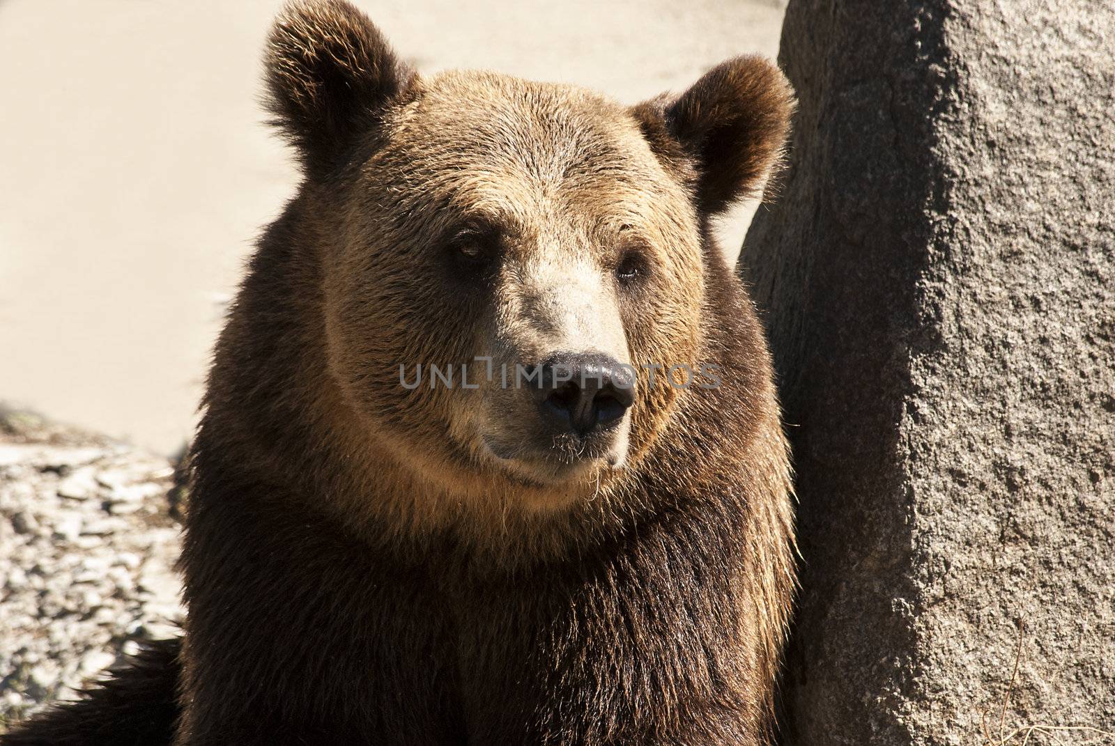 Grizzly bear head full face by varbenov