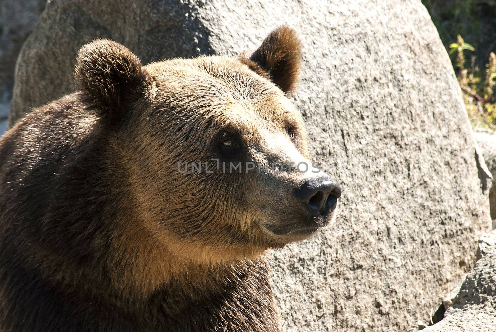 Young female grizzly bear head right profile rock