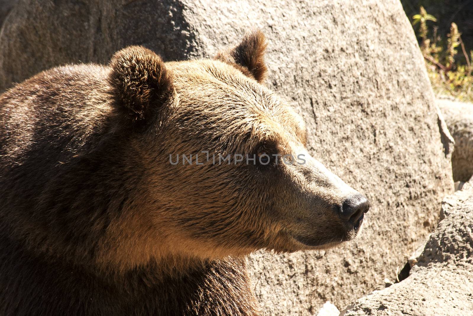 Grizzly bear head right profile by varbenov