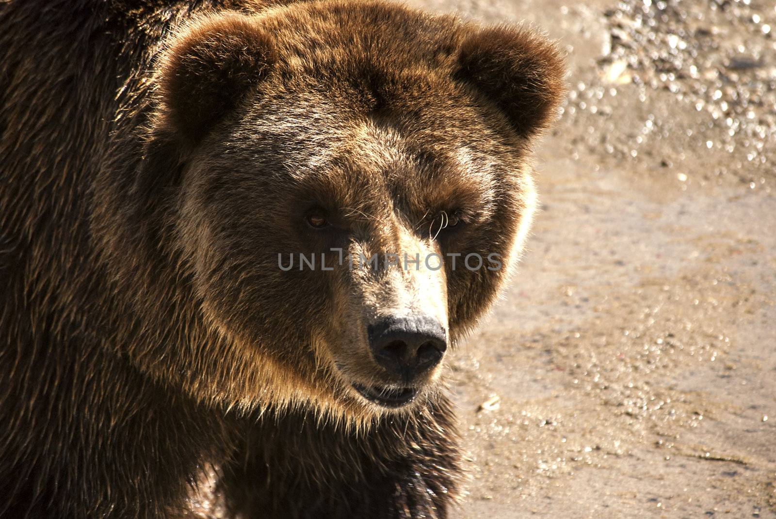 Young female brown grizzly bear head closeup
