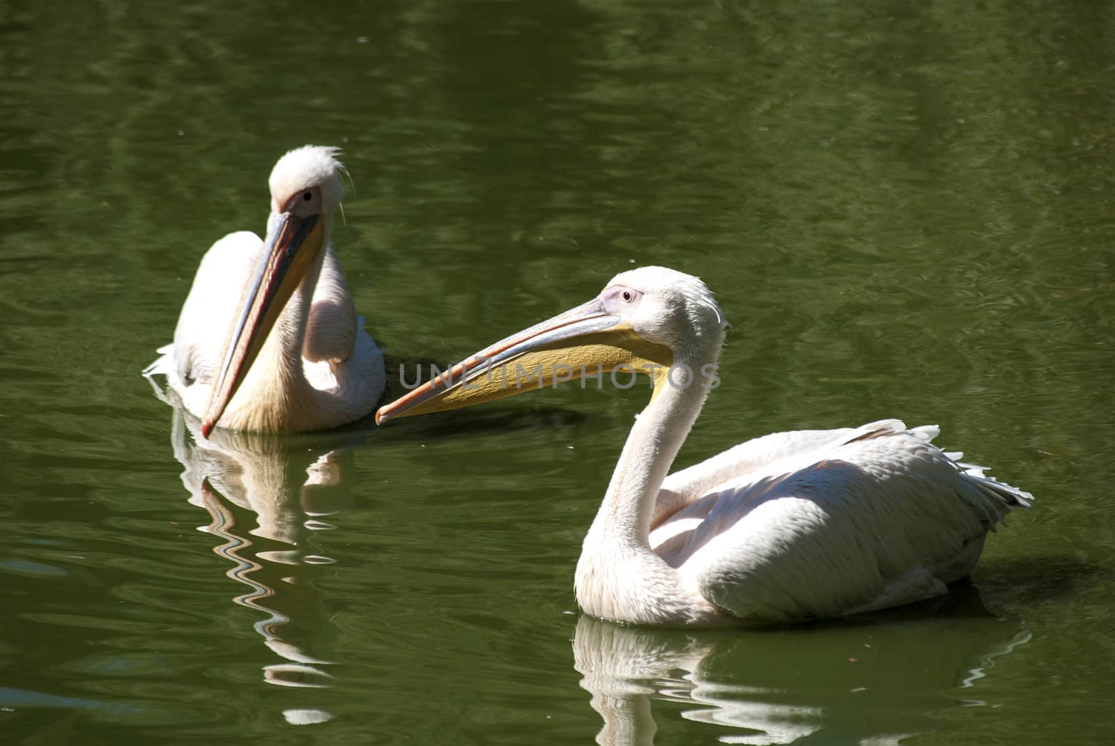 Two pelicans close together by varbenov