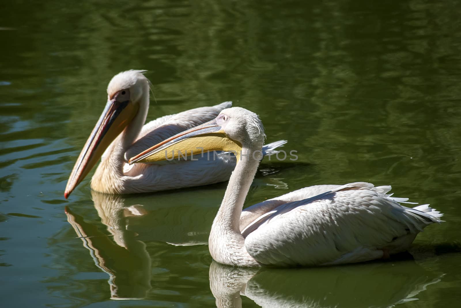 Two pelicans close together in lake water