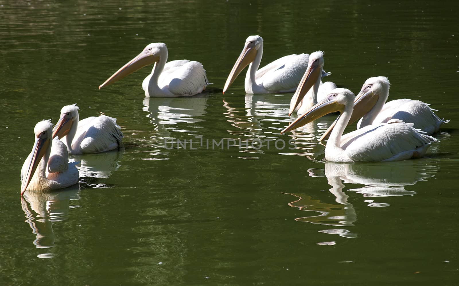 Pelican covey in lake waters by varbenov