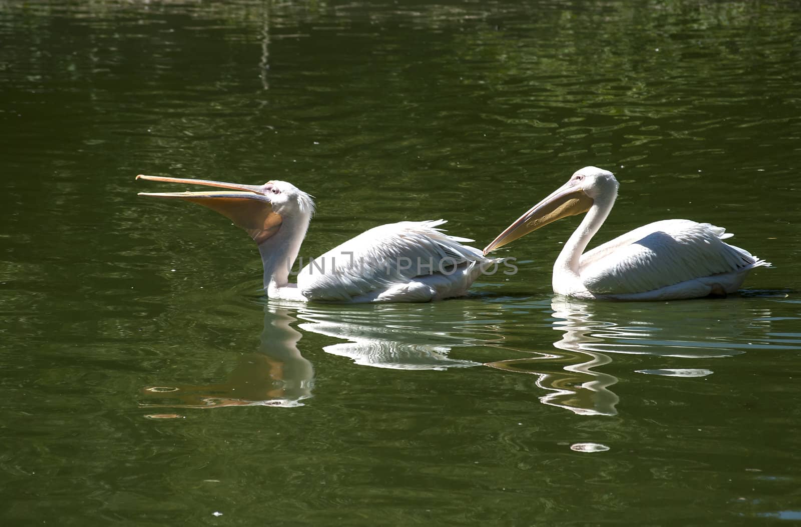 Two pelicans one after another in lake waters