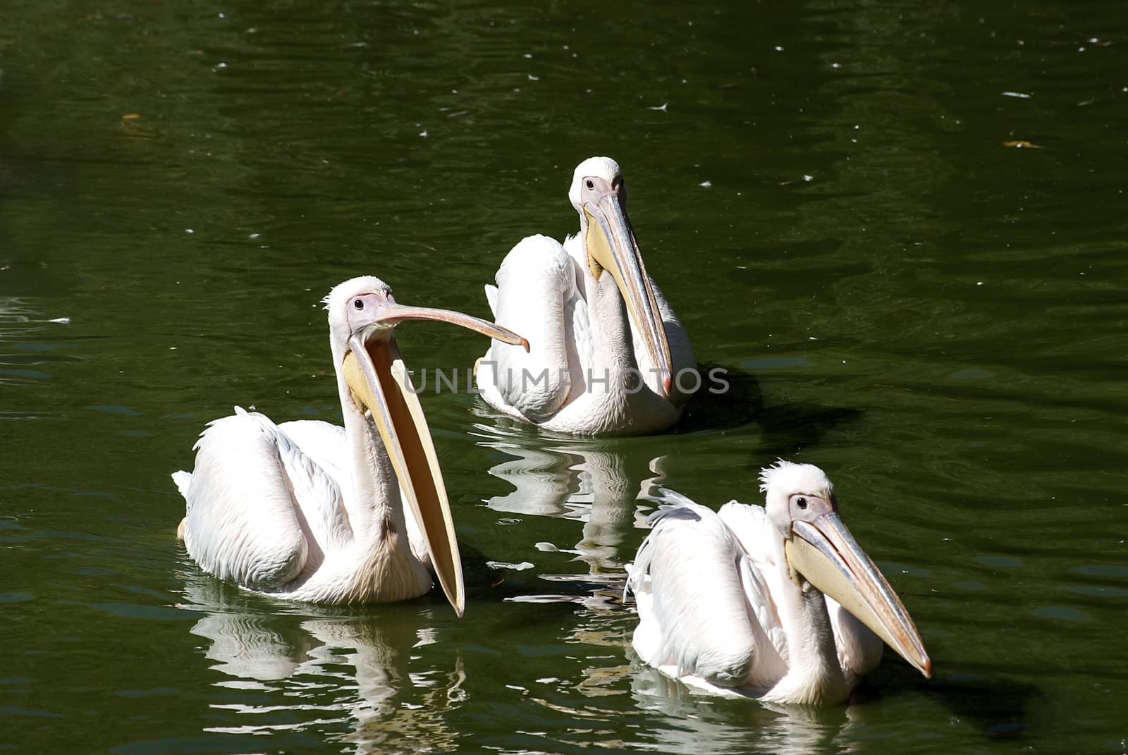 Three pelicans in lake waters by varbenov