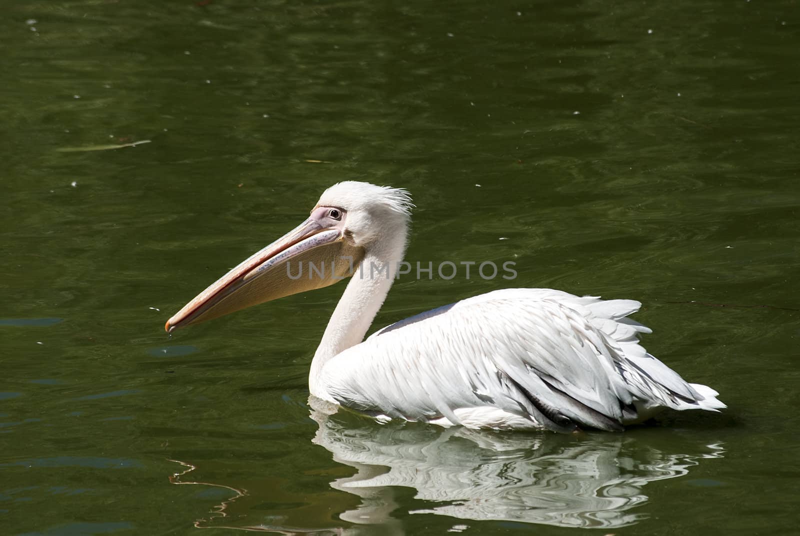 Pelican in lake water full profile by varbenov