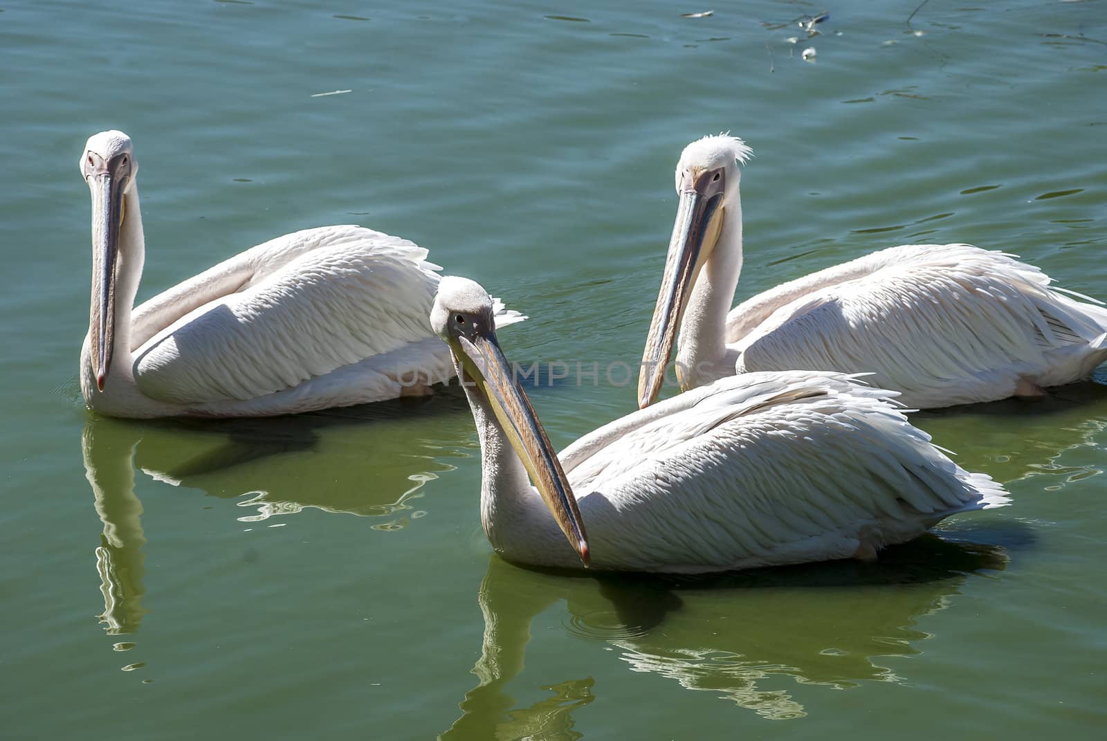 Three pelicans in lake waters by varbenov