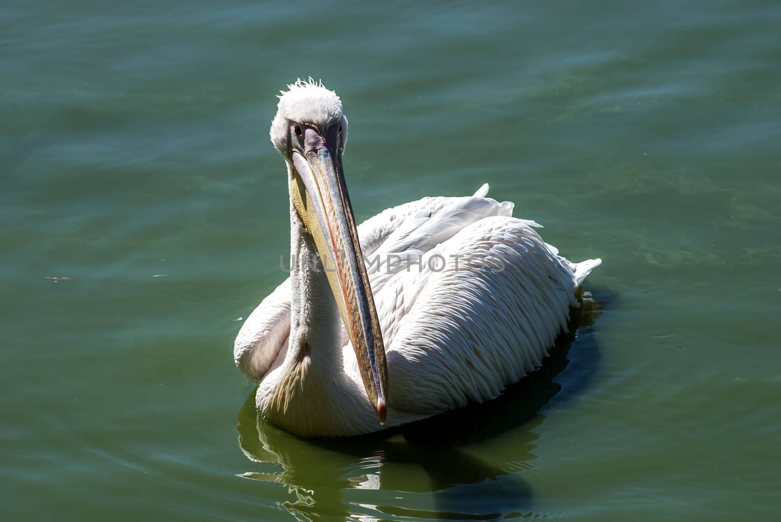 Pelican in lake watesr full face closeup