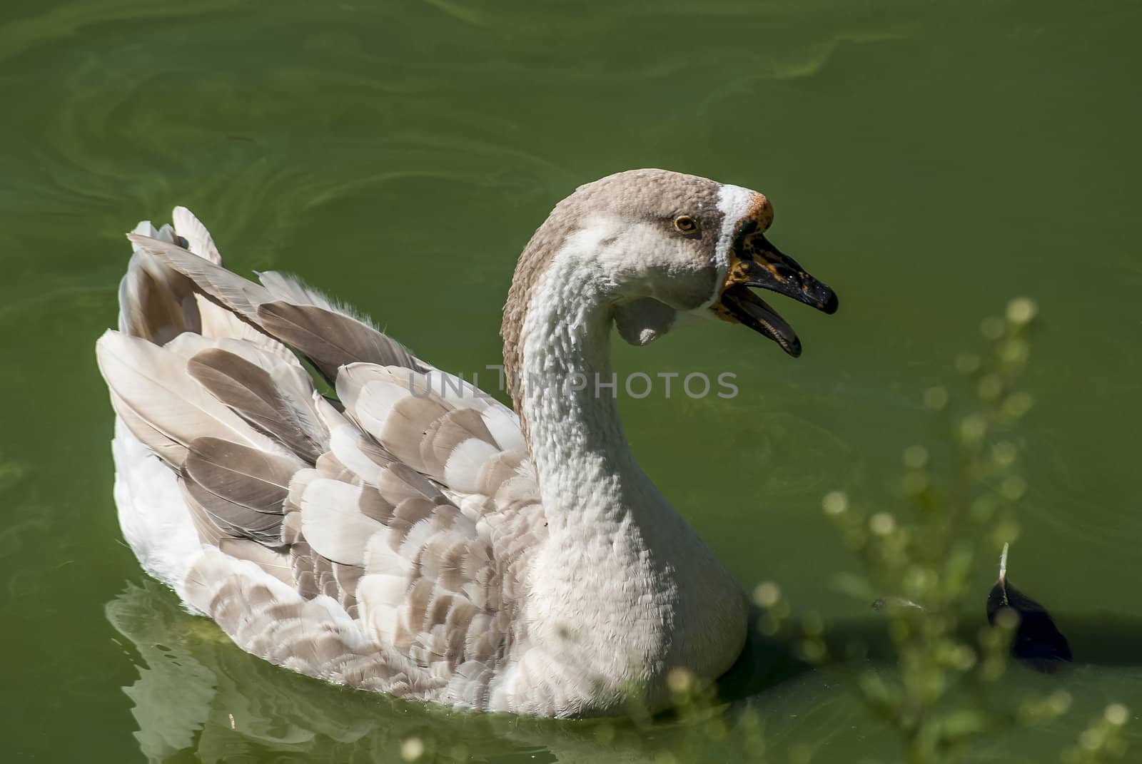 Swan goose full profile open beak in lake waters
