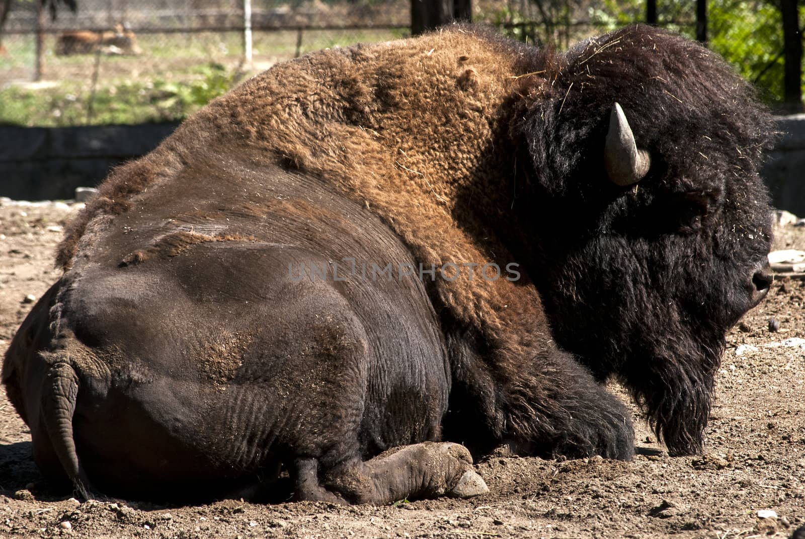 Bison abed in zoo by varbenov