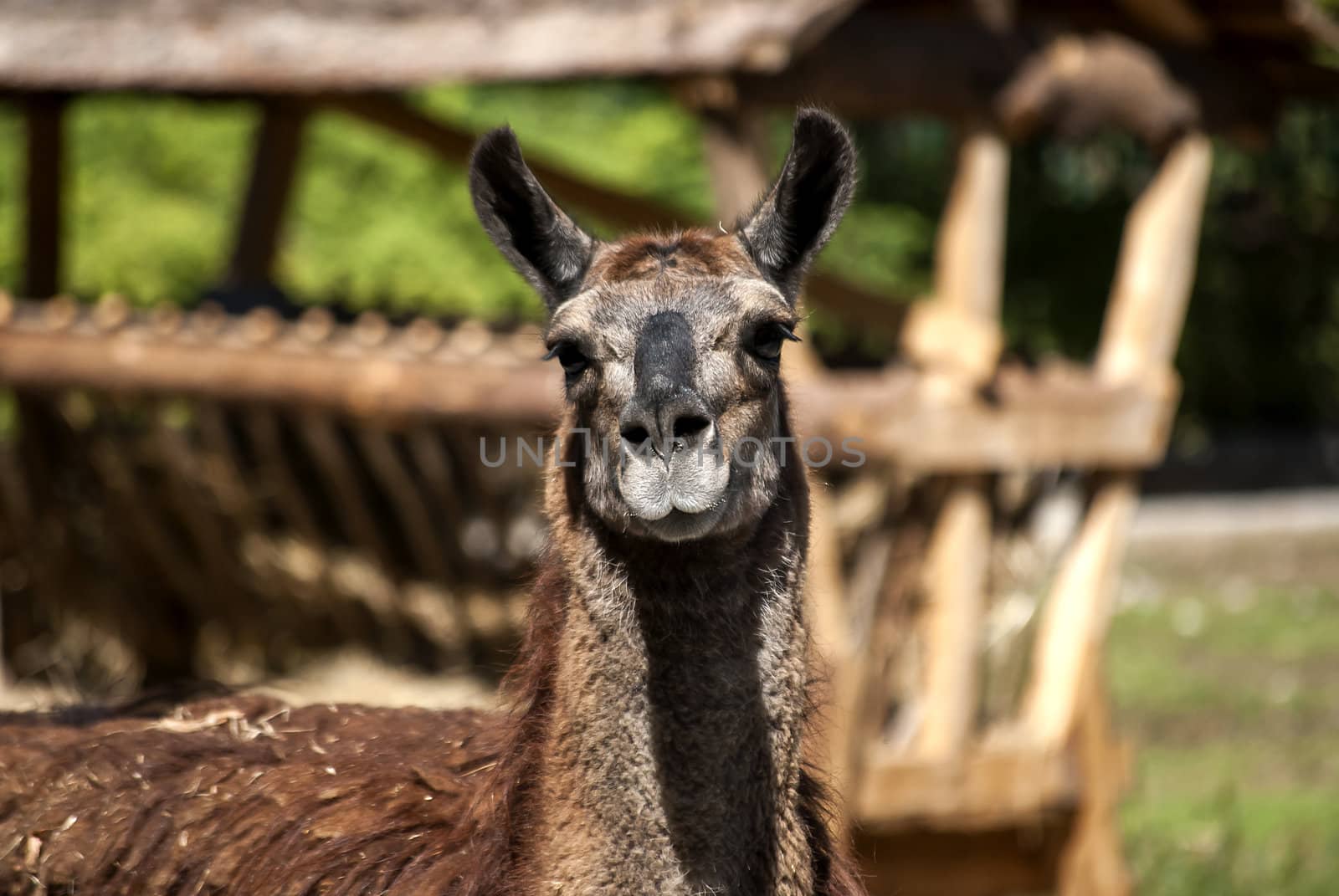 Lama head full face in sunny day in zoo closeup