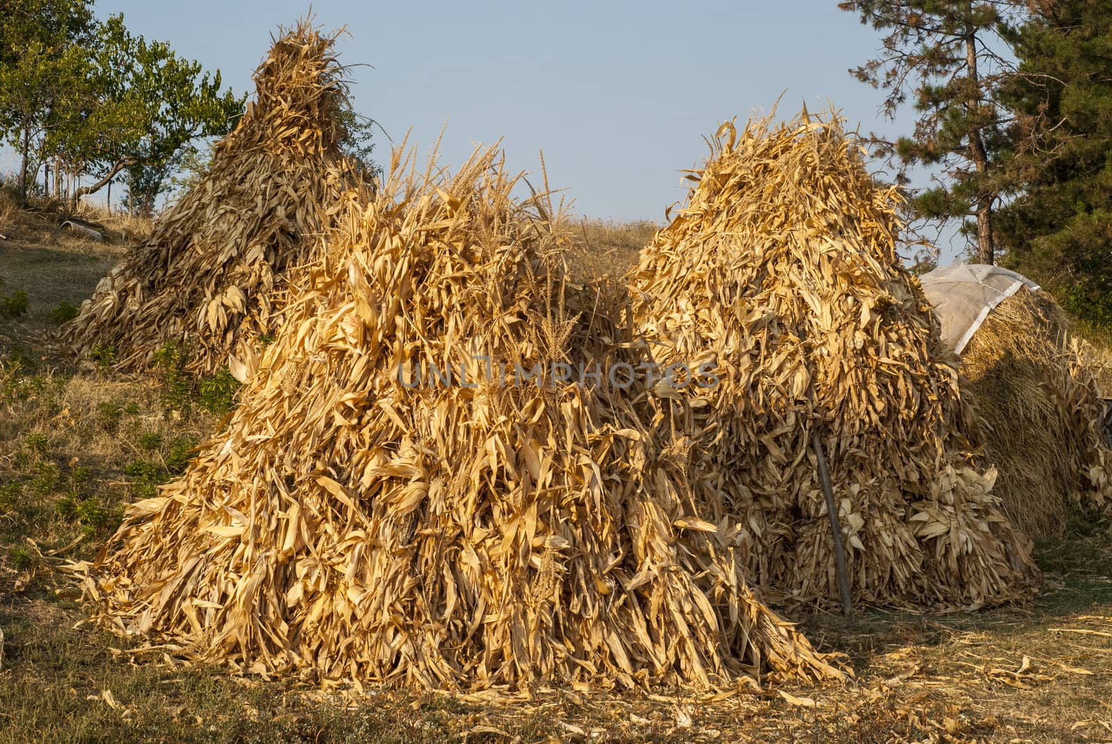 Dry corn ears stacks by varbenov