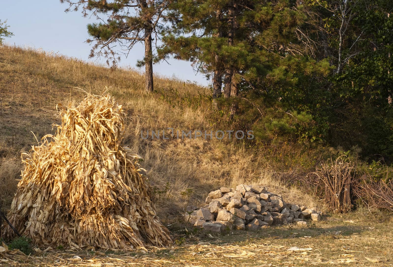 Dry corn ears stack, stone pile, twig bunch