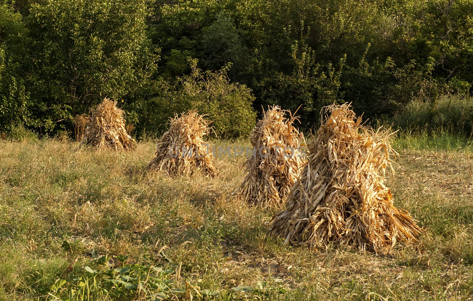 Four dry yellow corn ears stacks on countryside meadow