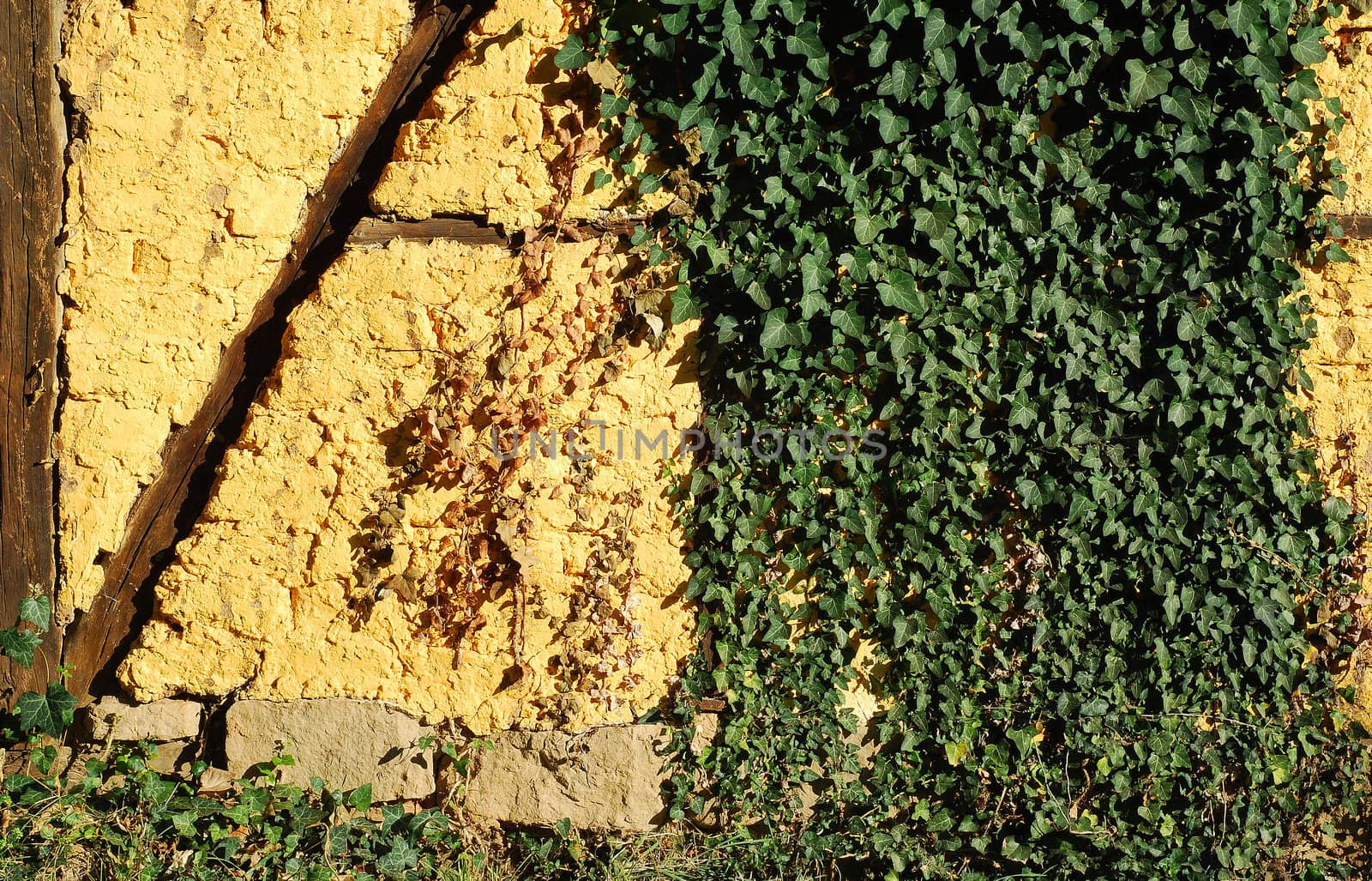 Adobe yellow frame-build wall green ivy as background