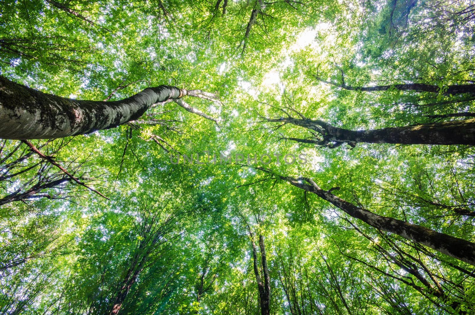 Green forest during bright summer day