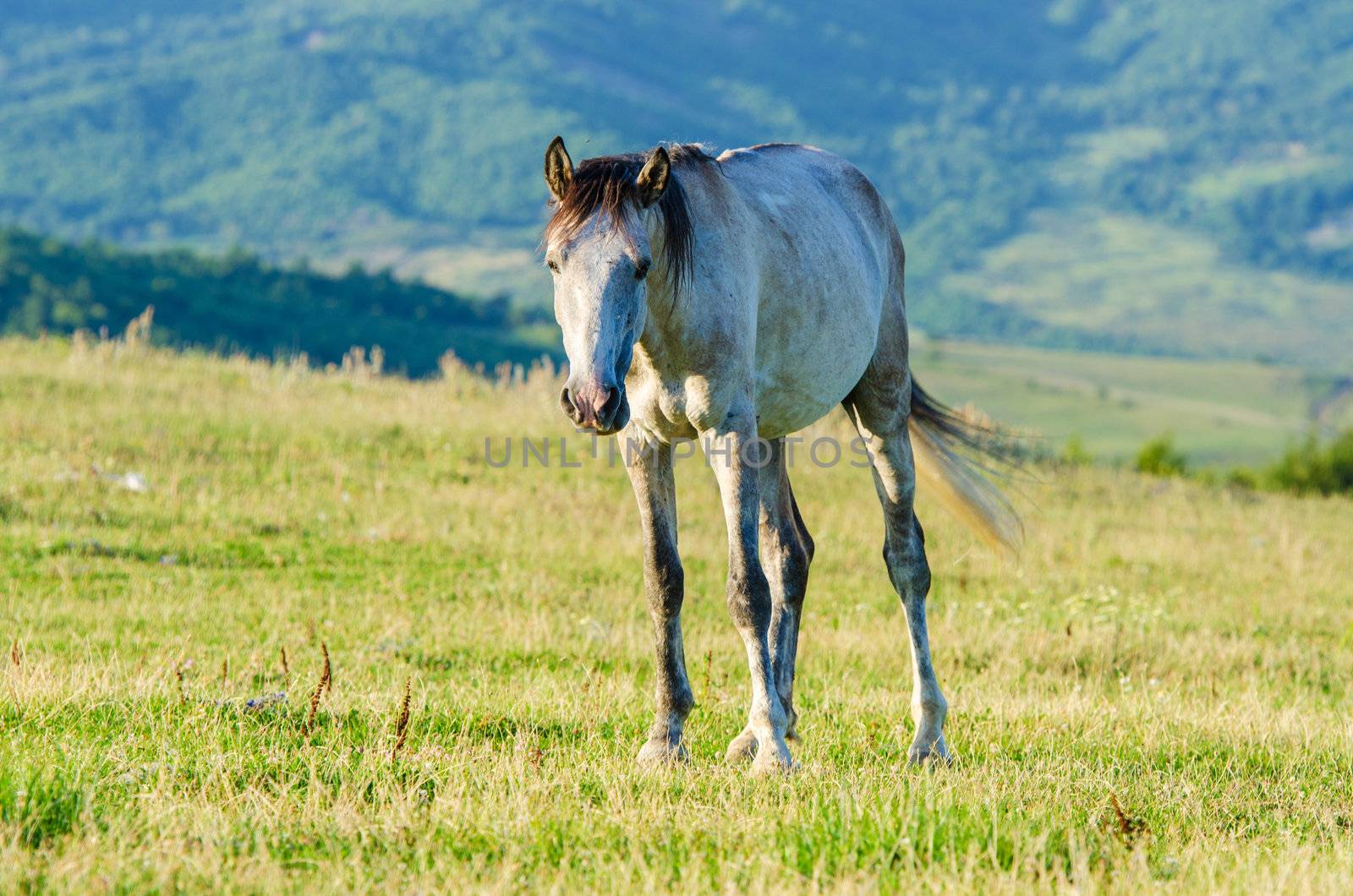 Lonely horse at the meadow by Elnur