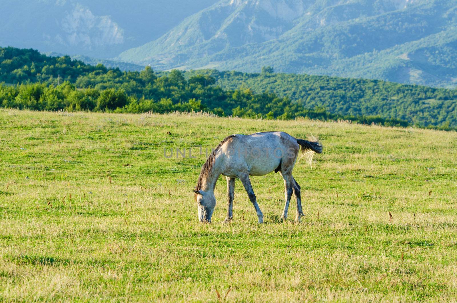 Lonely horse at the meadow