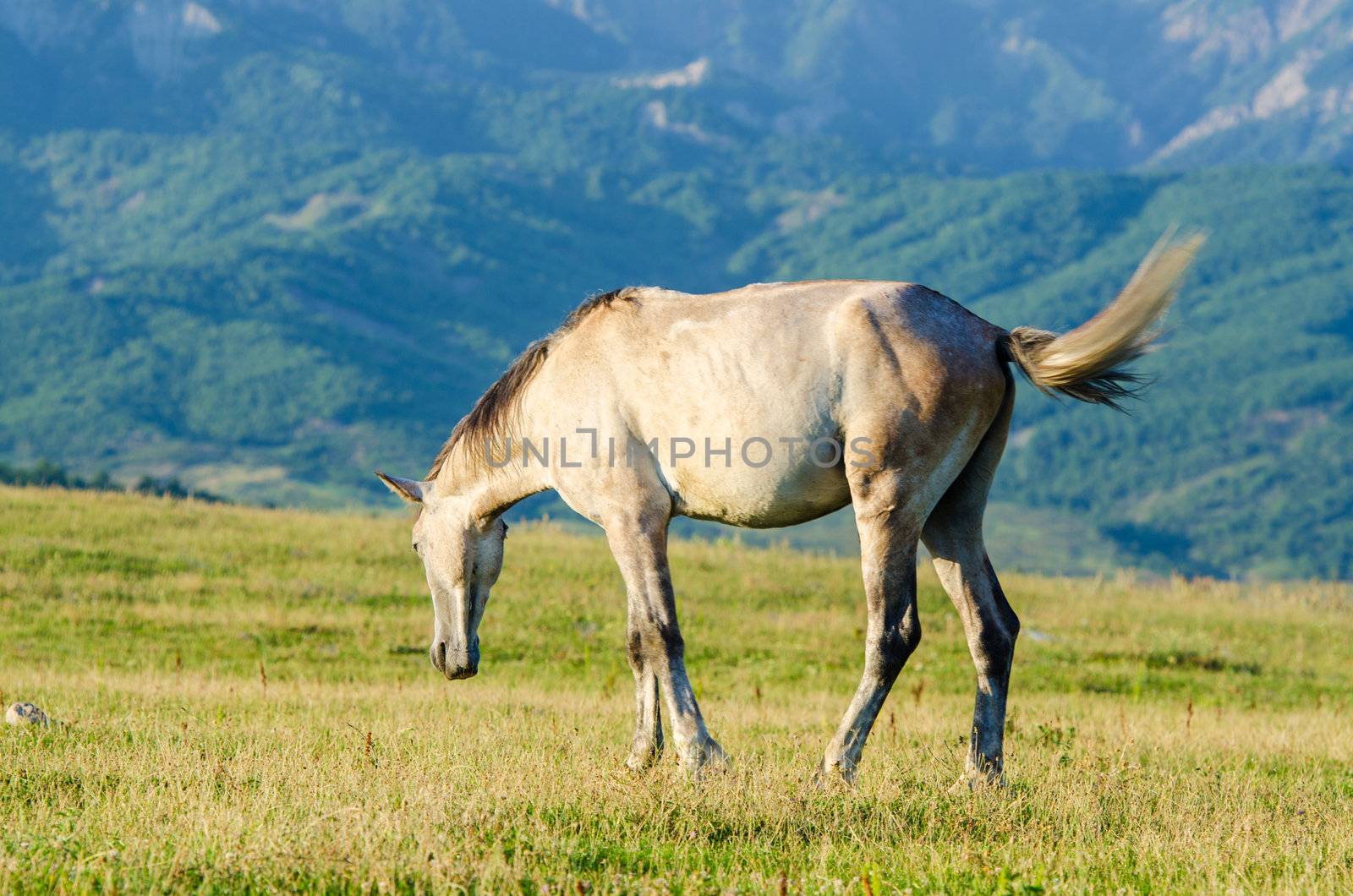 Lonely horse at the meadow