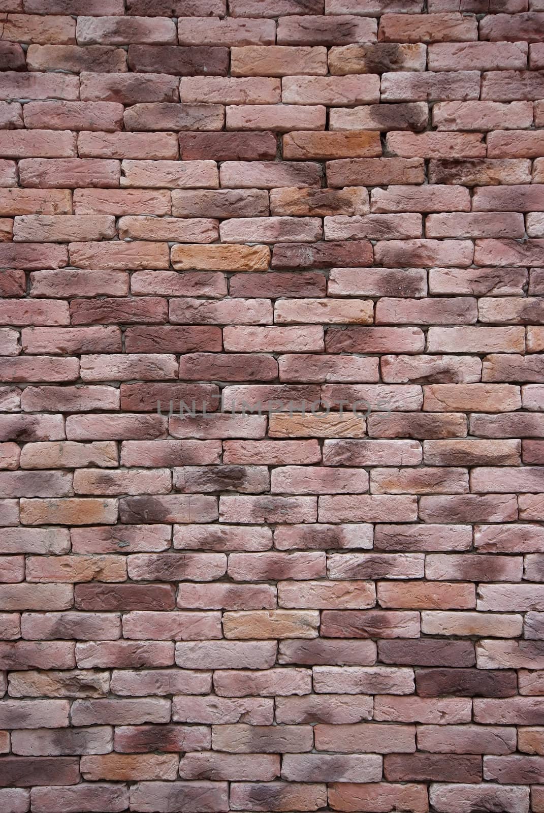 Pink Brick Wall  by opasstudio