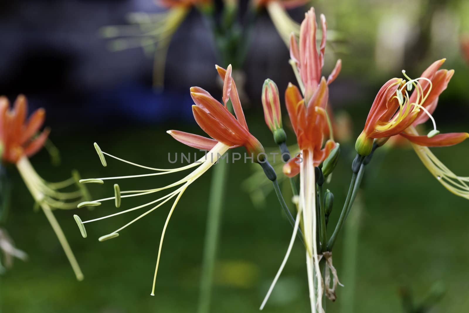 flowers blooming in summer