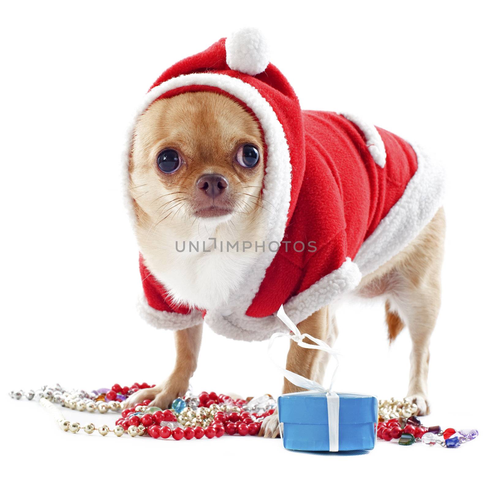 portrait of a dressed chihuahua with jewelry in Christmas in front of white background