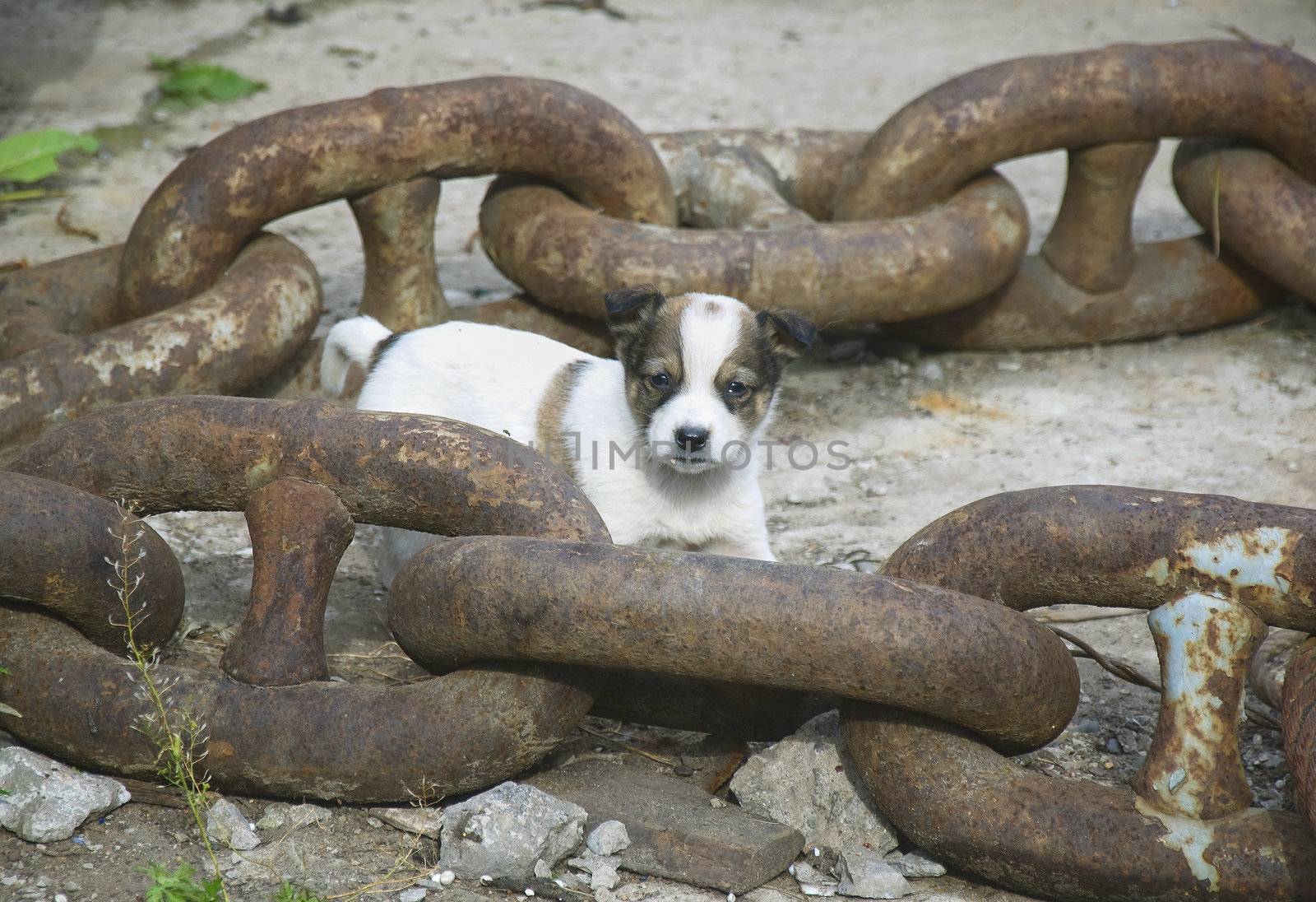 Puppy in the ship's chain on the old wharf