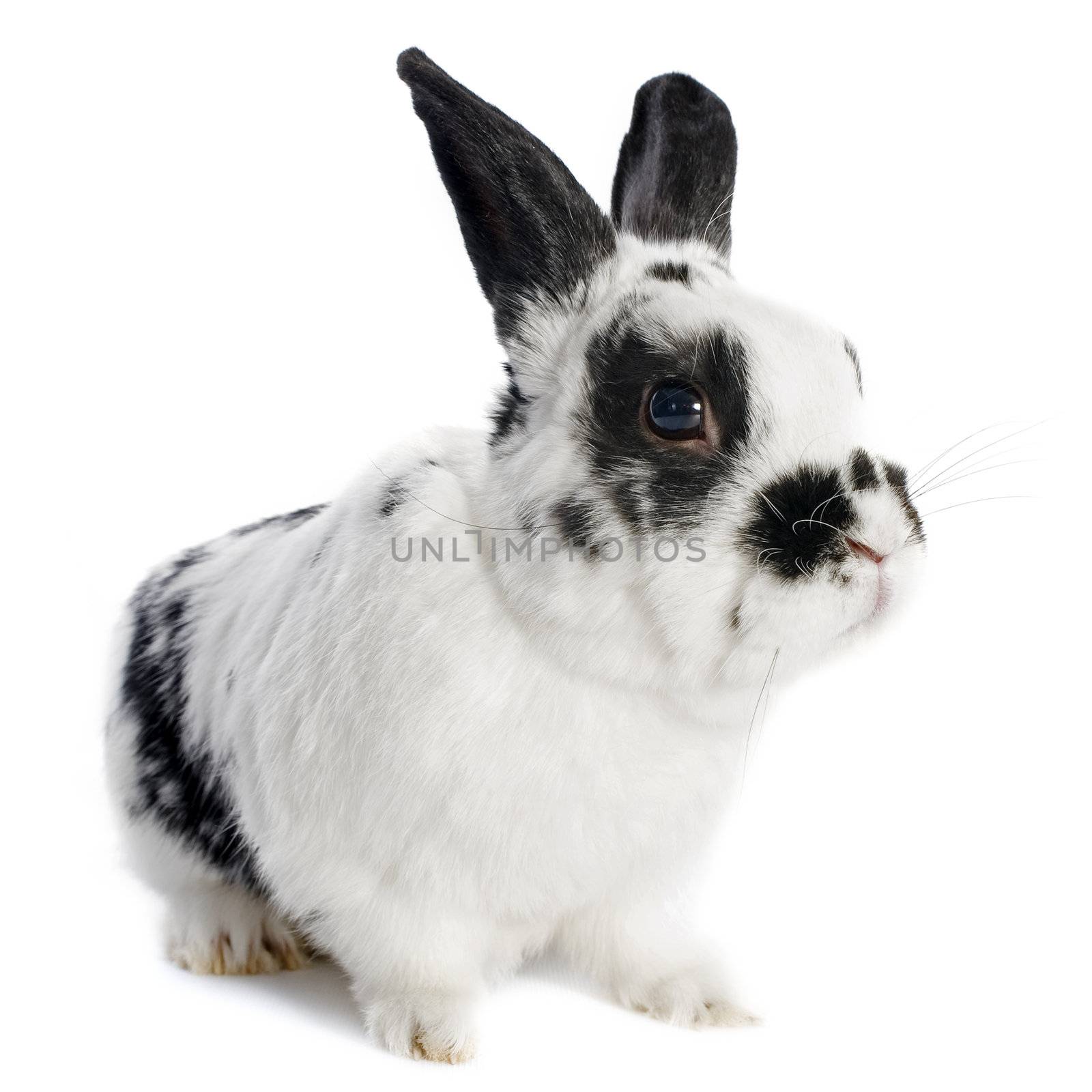 portrait of a dwarf bunny in front of white background