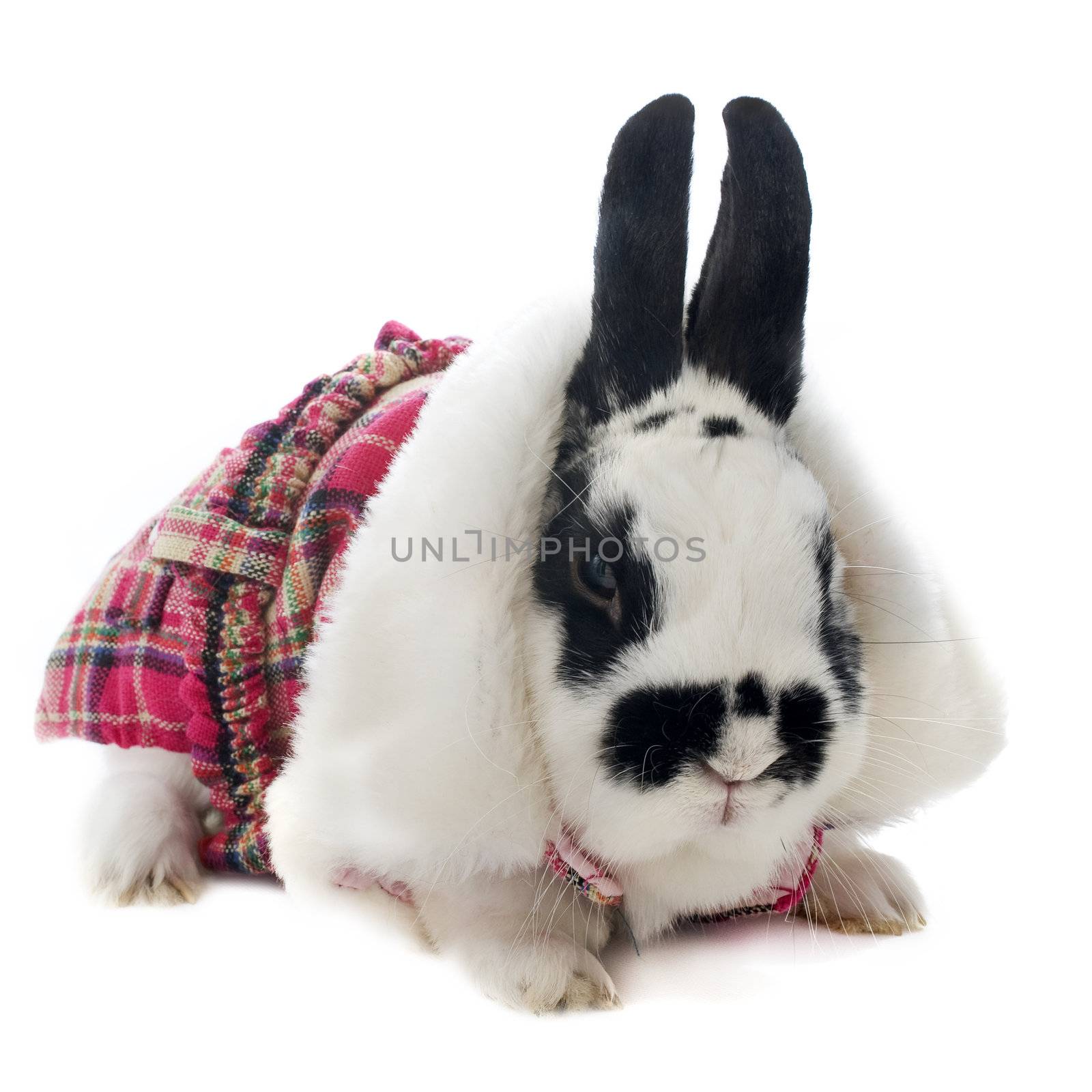 young dressed rabbit black and white  in front of white background