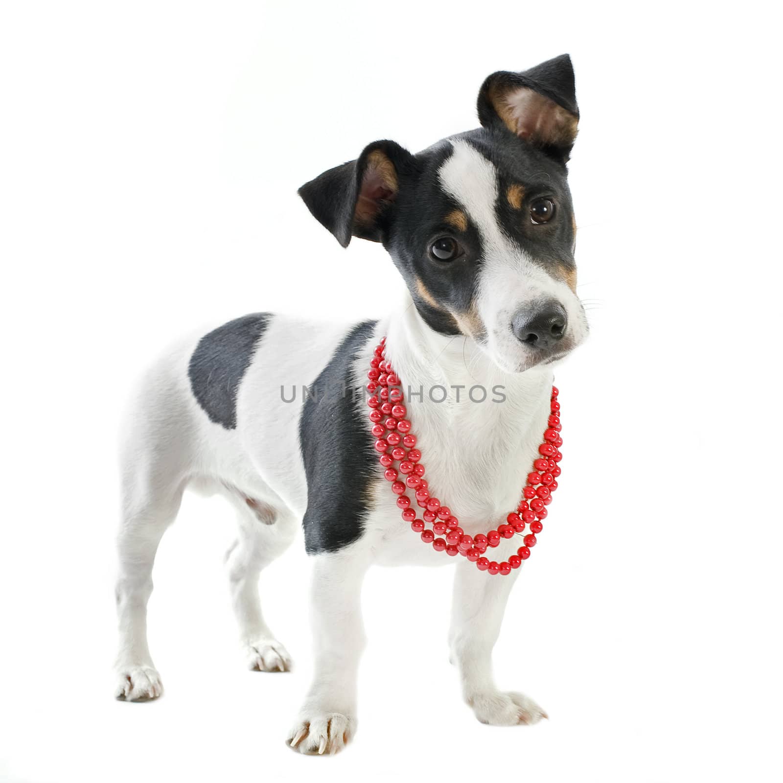 portrait of a puppy purebred jack russel terrier in studio
