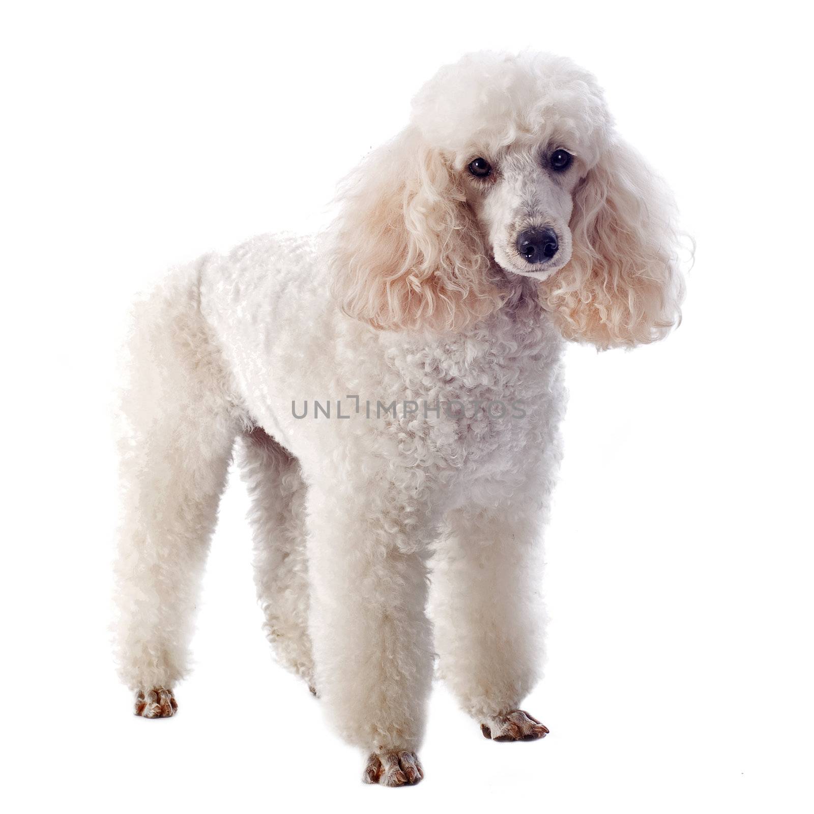 beautiful purebred white poodle in front of a white background