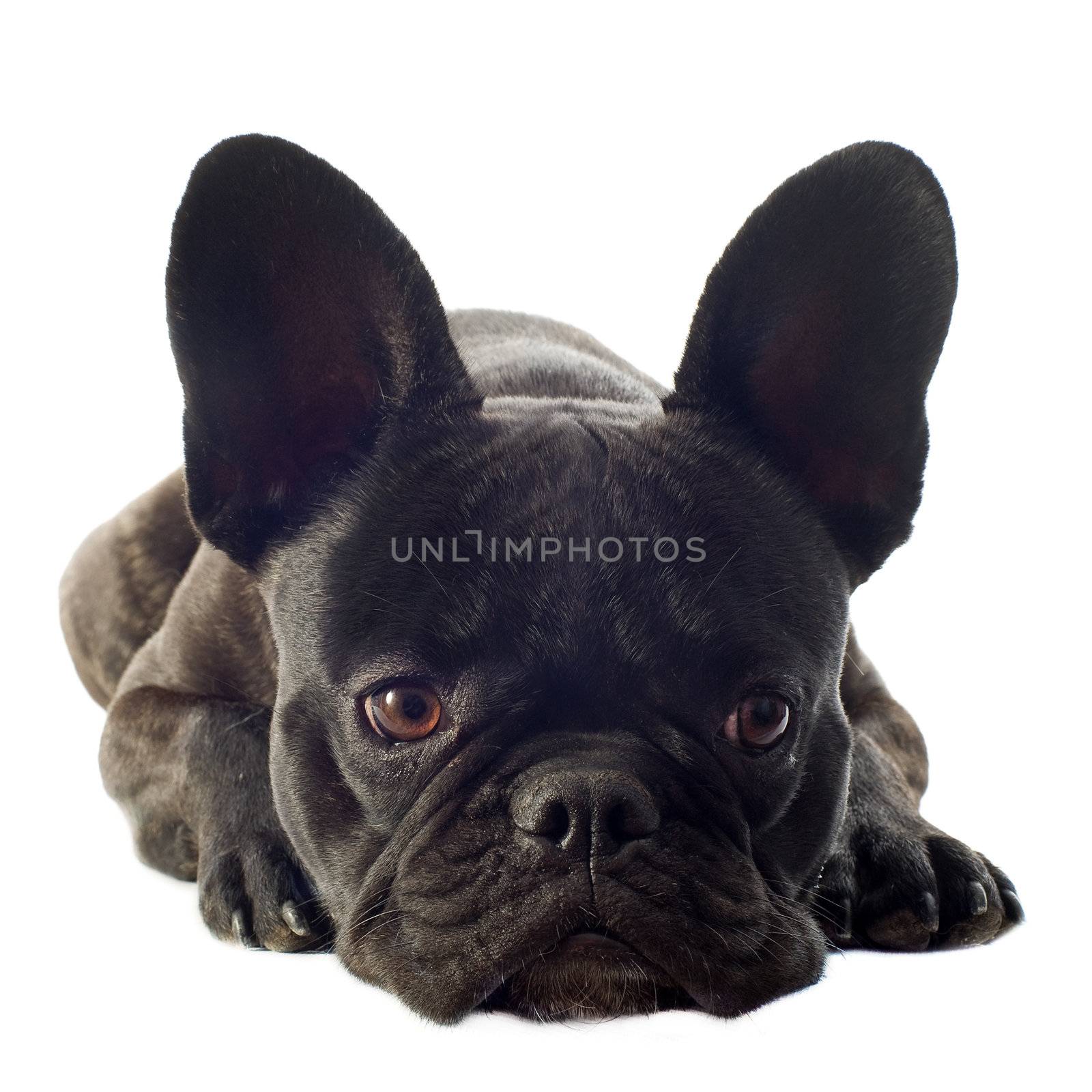 portrait of a purebred french bulldog in front of white background