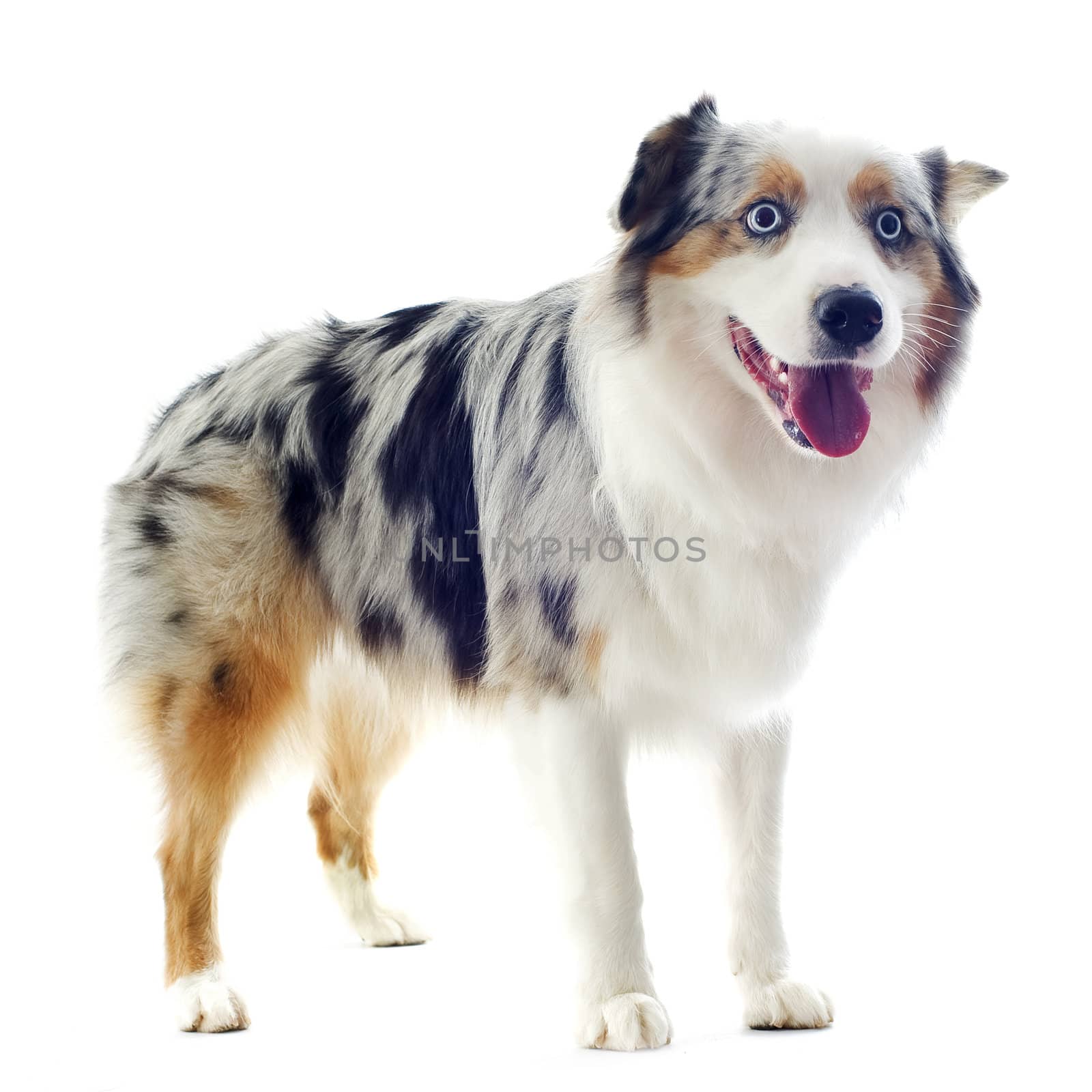 purebred australian shepherd  in front of white background