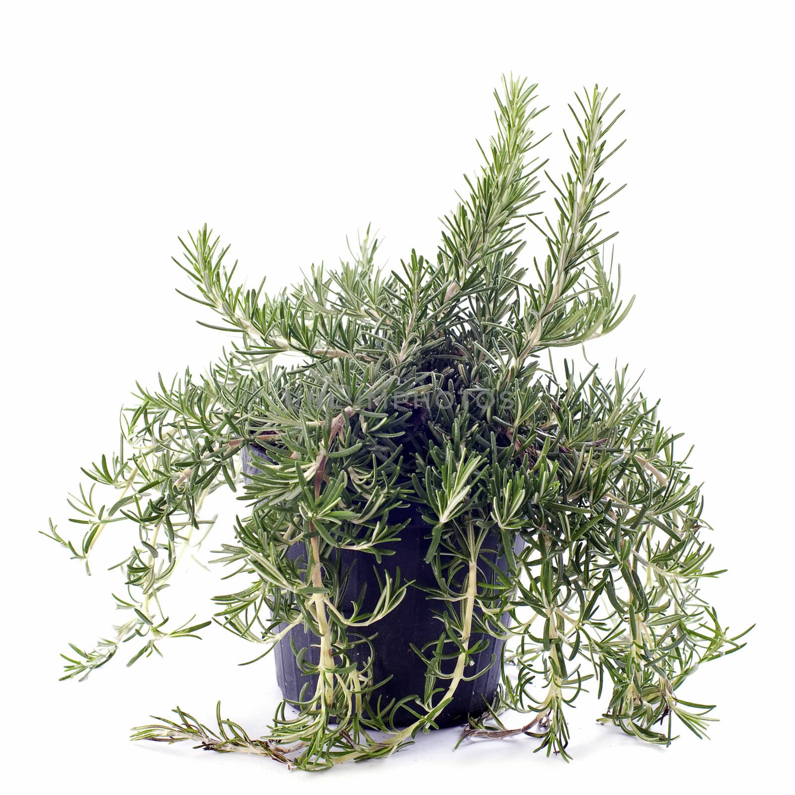 Rosemary in pot in front of white background