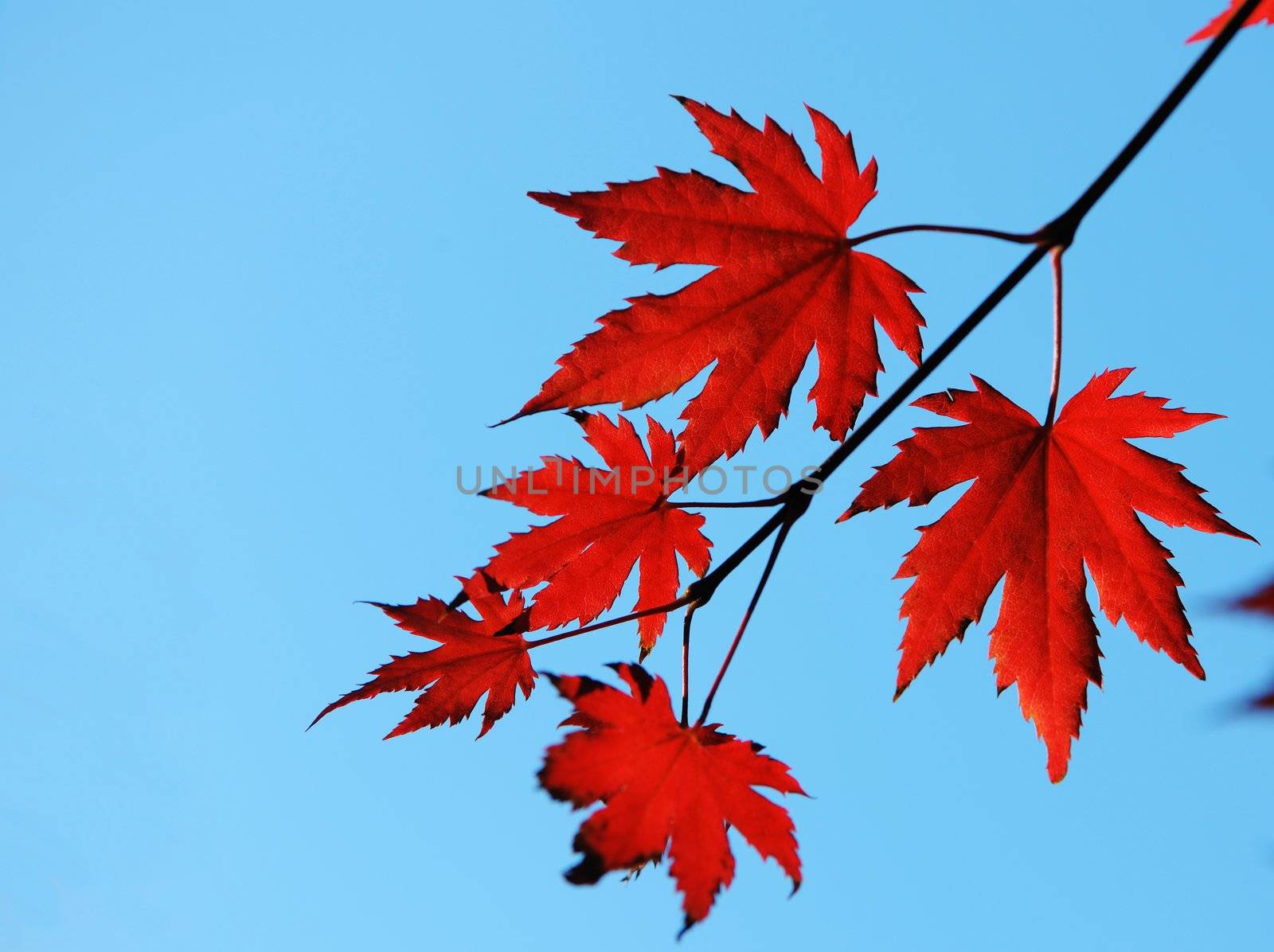 Autumn maple red leaves in sunlight