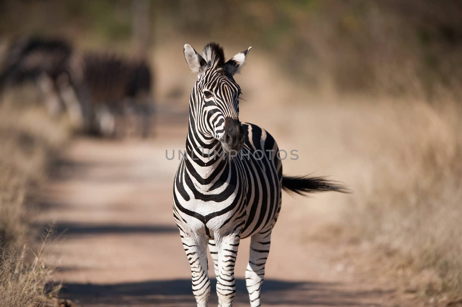 Plains zebra (Equus quagga) profile view by edan