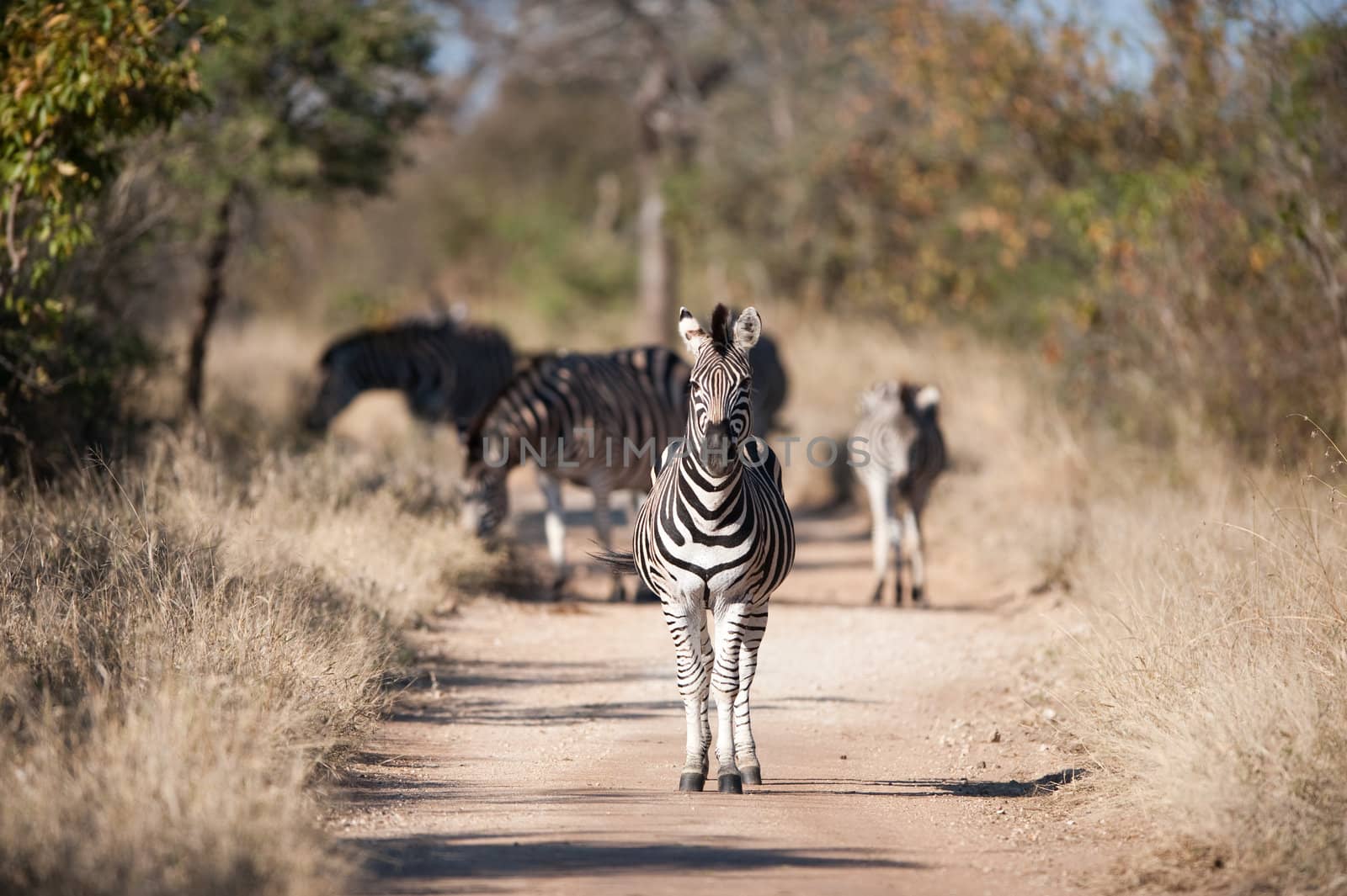 Plains zebra (Equus quagga) walking, South Africa