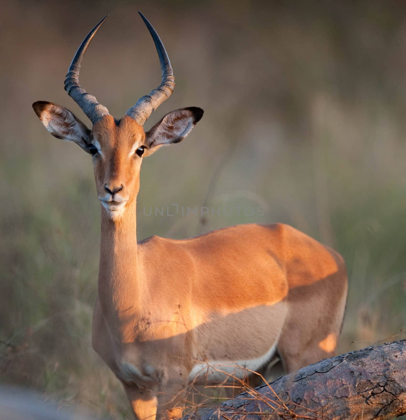 Impala (Aepyceros melampus) near Kruger National Park