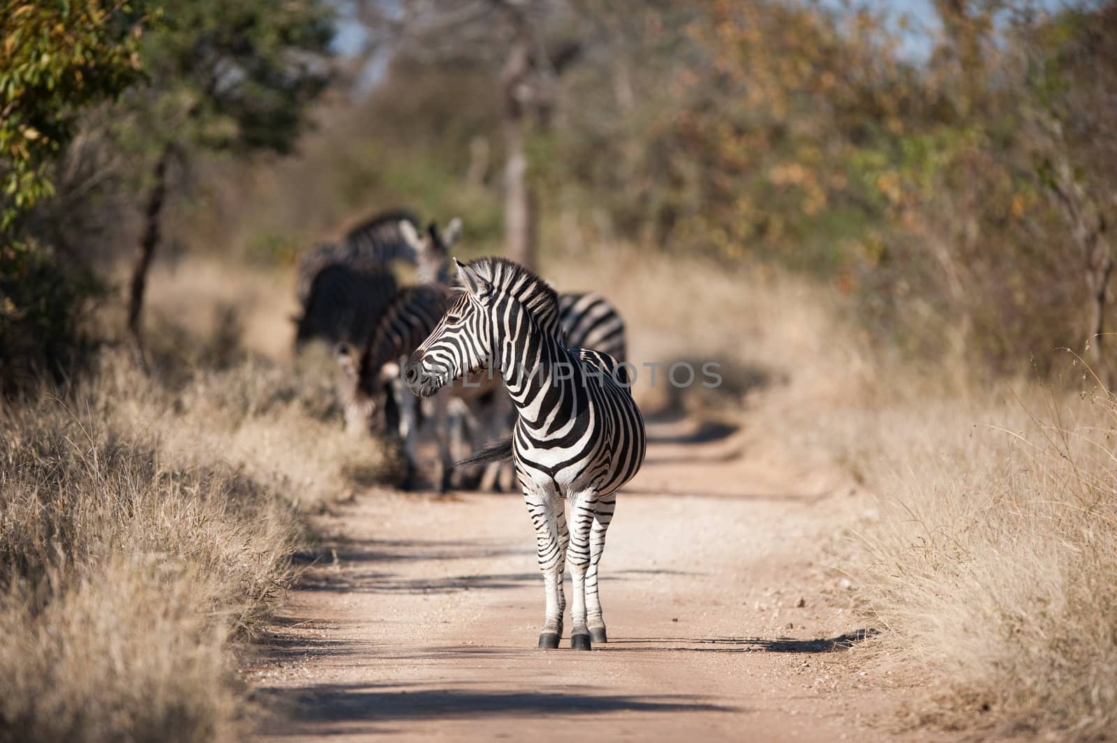 Plains zebra (Equus quagga) profile view by edan