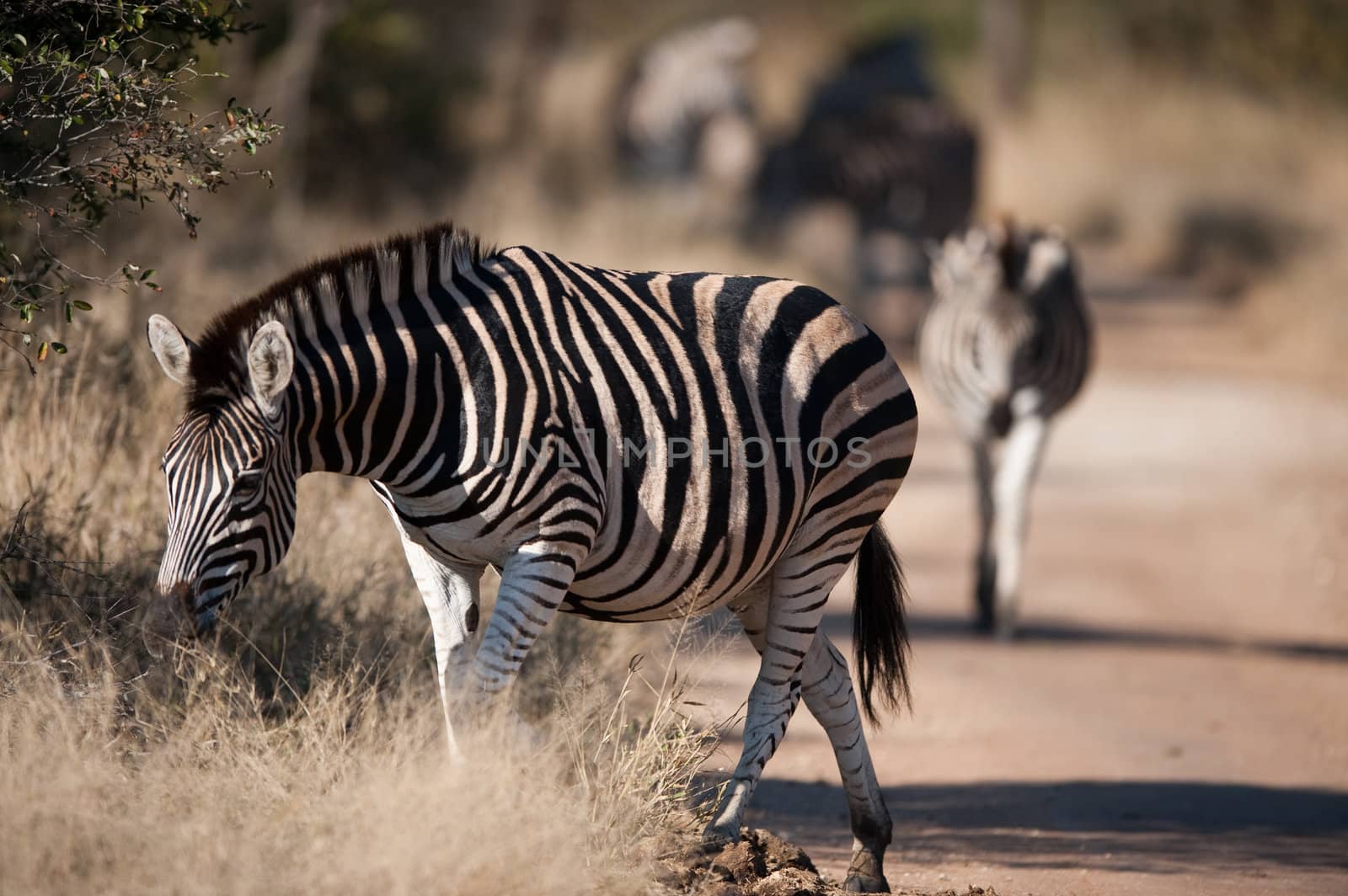 Plains zebra (Equus quagga) profile view by edan