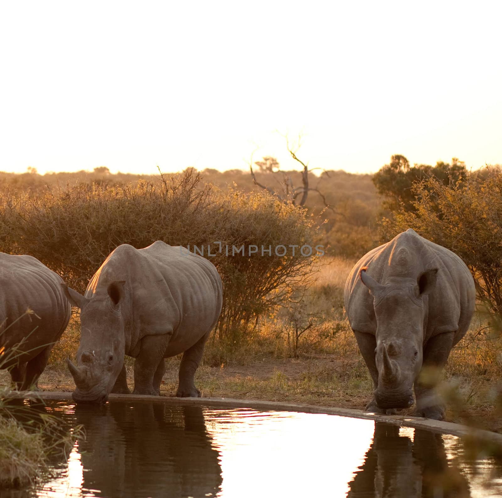 Rhinos at a watering hole by edan