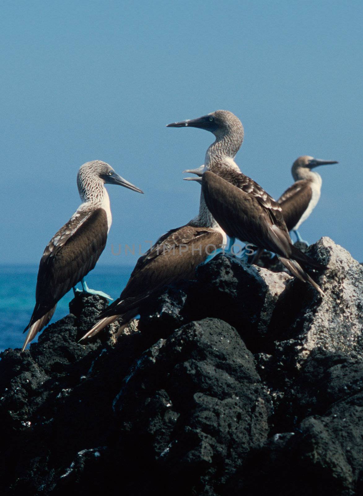 Blue-footed boobies (Sula nebouxii) in the Galapagos Islands