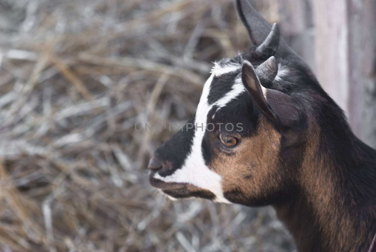 portrait of a young goat by gandolfocannatella